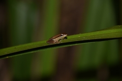 Litoria bicolor