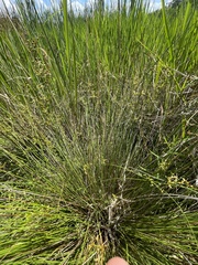 Juncus coriaceus