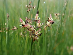 Juncus arcticus