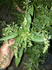 Veronica anagallis-aquatica