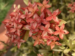 Ixora coccinea coccinea