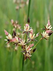 Juncus arcticus