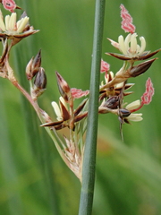 Juncus arcticus