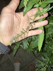 Veronica anagallis-aquatica