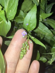 Veronica anagallis-aquatica
