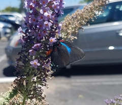Atlides halesus