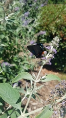 Atlides halesus