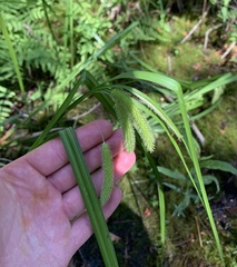 Carex pseudocyperus