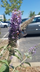 Atlides halesus