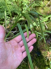 Carex pseudocyperus
