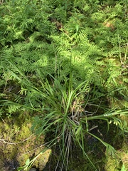 Carex pseudocyperus