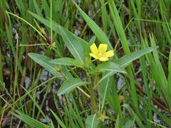 Ludwigia peploides montevidensis