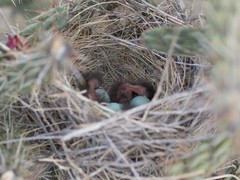 Toxostoma curvirostre