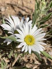 Townsendia grandiflora