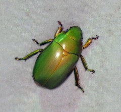 Chrysina marginata