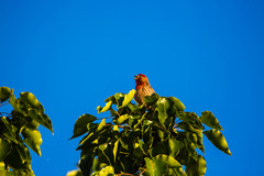 Haemorhous mexicanus