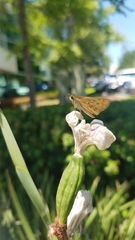 Hylephila phyleus