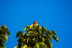 Haemorhous mexicanus