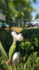 Hylephila phyleus