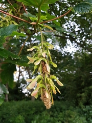 Acer pseudoplatanus