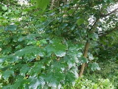 Acer pseudoplatanus