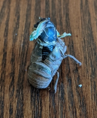 Neotibicen lyricen engelhardti