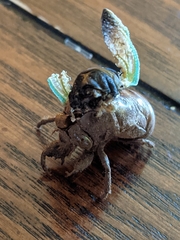 Neotibicen lyricen engelhardti