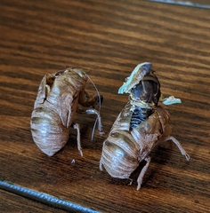 Neotibicen lyricen engelhardti