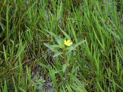 Ludwigia peploides montevidensis