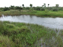 Ludwigia peploides montevidensis