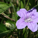 Smooth Ruellia - Photo (c) Janet, some rights reserved (CC BY-NC-SA)