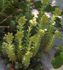 Petrosedum orientale