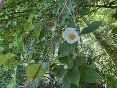 Stewartia