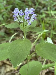 Scutellaria ocmulgee