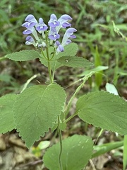 Scutellaria ocmulgee