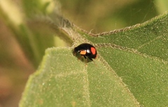 Hyperaspis connectens