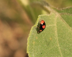 Hyperaspis connectens