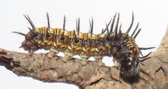 Acraea petraea