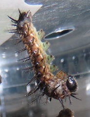 Acraea petraea
