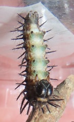 Acraea petraea