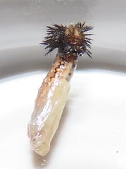 Acraea petraea