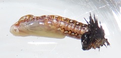 Acraea petraea