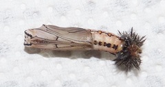 Acraea petraea