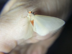 Pygarctia abdominalis