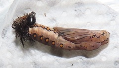 Acraea petraea