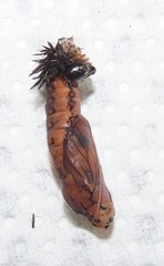 Acraea petraea