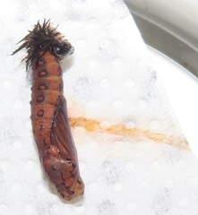 Acraea petraea