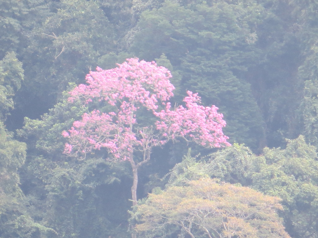 Handroanthus heptaphyllus, Cosme Velho, Rio de Janeiro - RJ, Brasil