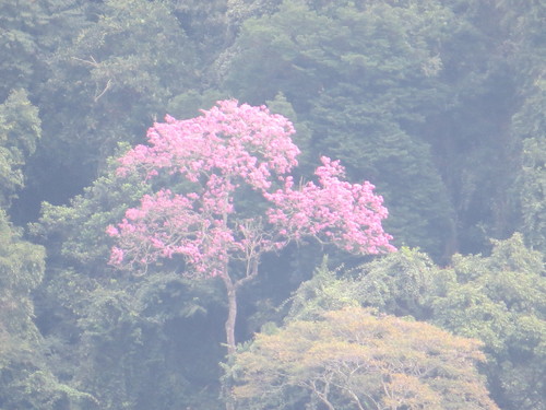 Image of Handroanthus heptaphyllus by (c) Victor Farjalla Pontes, some rights reserved (CC BY)