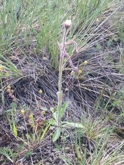 Erigeron glabellus pubescens